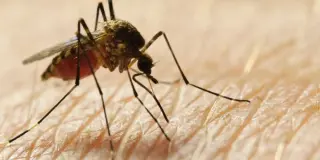 La Crosse encephalitis case in Oconee County prompts local mosquito-control efforts