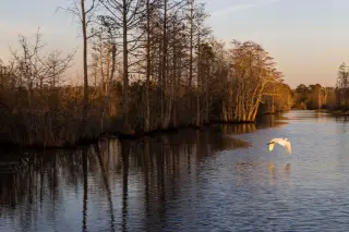 Georgia’s Okefenokee Swamp Earns UNESCO World Heritage Designation
