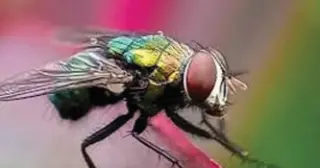 NM Faces Second Screwworm Case as Authorities Expand Surveillance Near Grant County