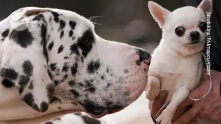 DNA Methylation Loss in Large Dogs Linked to Accelerated Aging