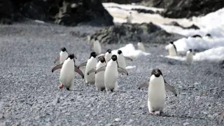 Antarctic penguin die-off traced to avian cholera, not bird flu