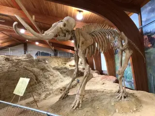 Ice Age hunters singled out female mammoths in new genetic study