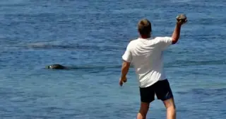Rock-throwing tourist charged after video of endangered Hawaiian monk seal attack