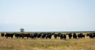 Utah Ranchers Push Back Against Trump Plan to Import Cheaper Foreign Beef