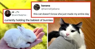 Weekly Roundups Highlight Human Kindness and Animal Bonds