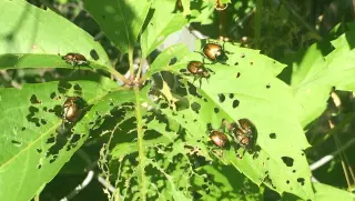 Wisconsin's Japanese beetles push northward, reshaping the garden pest landscape