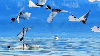 MIT-EPFL’s $300 robotic bird masters air-to-water-to-air flight