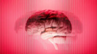 Organoid timing gap challenges lab-grown minibrains as brain models