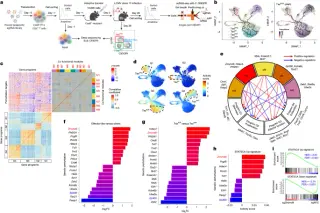 Blocking ZMYND8 Reverses T Cell Exhaustion by Restoring IL-2 Signaling