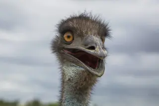Emu Liberty Develops Canine Behavior, Confusing Dogs at South Anna Farm