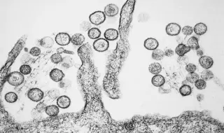 Hantavirus on cruise ship prompts seven cases, three deaths off Cabo Verde