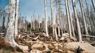 Ancient CO2 spike felled forests—what PETM teaches today’s trees