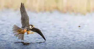 Teen Photographer Snaps Dream Moment as Hobby Falcon Chases Dragonfly to Win UK Nature Photo Contest