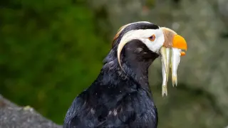Rare Chlamydia abortus linked to puffin deaths at Point Defiance Zoo, officials say