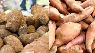 Sweet potatoes vs. yams: how to tell the two apart and why labeling confuses many