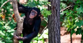 Ape Chuckles Trace the Rhythm of Laughter Through Evolution