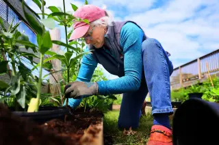 Garden therapy: tending plants may boost cognitive health in aging minds
