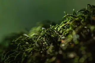 Ancient Moss Hints at Brain-Like Electrical Networking