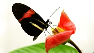 Long-Lived Heliconius Butterflies Reveal Hidden Longevity Tricks