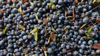 FDA recalls Publix blueberries over potential E. coli contamination in Tri-State area