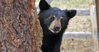 Bear biology hints at a torpor blueprint for long-space missions