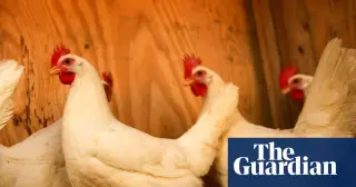 Sentinel Chickens: Delaware’s Early Warning System for West Nile Virus