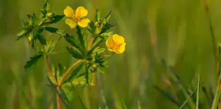 Wild tormentil uncovers plant compounds that fend off superbugs and boost antibiotics