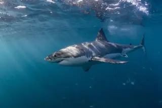 Shark Attack at Crowded Beach Ends in Fatality