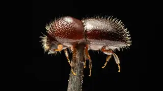 Tiny beetle, massive bill: the global invasion jeopardizing forests and economies