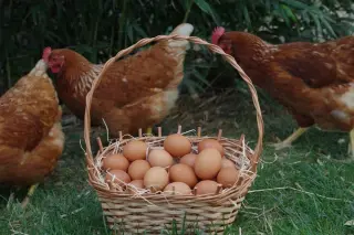 Evolutionary Science Resolves the Chicken and Egg Paradox
