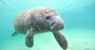 Warm Water Haven: Manatees Depend on a Florida Power Plant's Outflow
