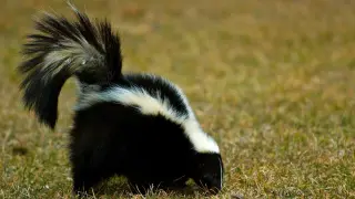 Rabies confirmed in wildlife across four Virginia counties in early 2026