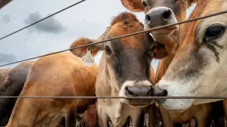 Argentine beef recall hits Texas and Florida amid import-check concerns