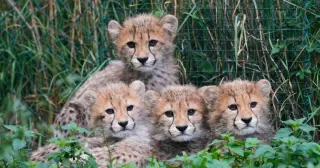 Prague Zoo Cheetah Quintuplets Survive Storms and Maternal Illness