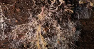 Underground fungal superhighways could reach the Sun nearly a billion times