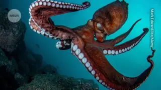 Cephalopods Urged Into Global Reforms for Research Welfare
