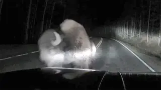 Yellowstone mechanic avoids bison collision, but animal strikes him anyway