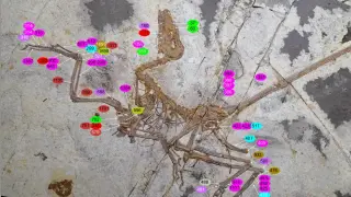 New Chinese Fossil Suggests Flight Evolved Independently in Birds and Microraptorines