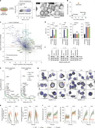 TRAM Protein Identified as Key Regulator of Myddosome Maturation in Innate Immunity