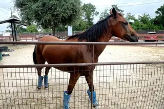 Texas Shelters Brace for Screwworm Surge Under Quarantine