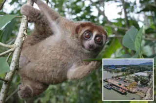 Venomous Slow Loris Resurfaces in Indonesian Urban Areas After 90-Year Scientific Absence