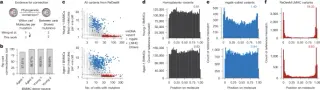 Artefact pitfalls skew single-cell mtDNA lineage inferences