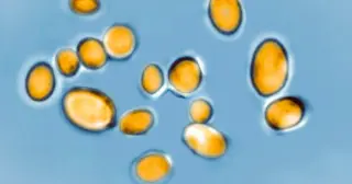 CDC Report: Drug-Resistant Germs Now Cause 50,800 US Deaths Annually