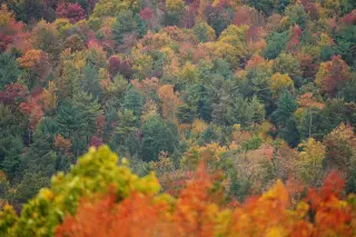 New England's 'Elite' Fall Foliage Outshines Drought-Stricken Colorado