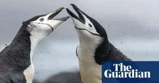 Chinstrap penguin collapse on Zavodovski Island signals Antarctic ecosystem shift