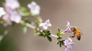 Pollen Season Targets America's Allergy Capitals This Spring