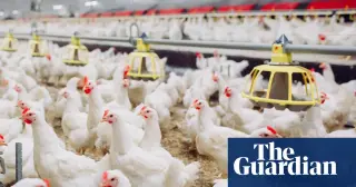 Factory farming accelerates evolution of Campylobacter and its antibiotic resistance