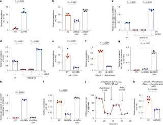 Mitochondrial l-2-hydroxyglutarate: a normal cellular signaling metabolite shaping gene regulation