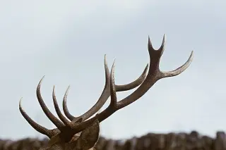 Caribou Biosciences Halts CAR-T Pipeline and Cuts Staff Amid Funding Freeze