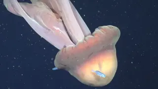 ROV Captures First Deep-Sea Evidence of Rudderfish Sheltering with Giant Phantom Jellyfish